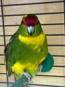 Какарік молоді папуги ( молоді)