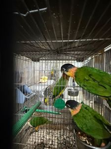 Папуга каік стрибун, веселий та активний малюк