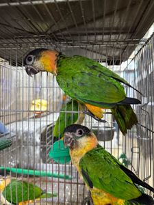 Папуга каік стрибун, веселий та активний малюк