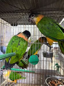 Папуга каік стрибун, веселий та активний малюк