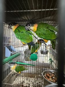 Папуга каік стрибун, веселий та активний малюк