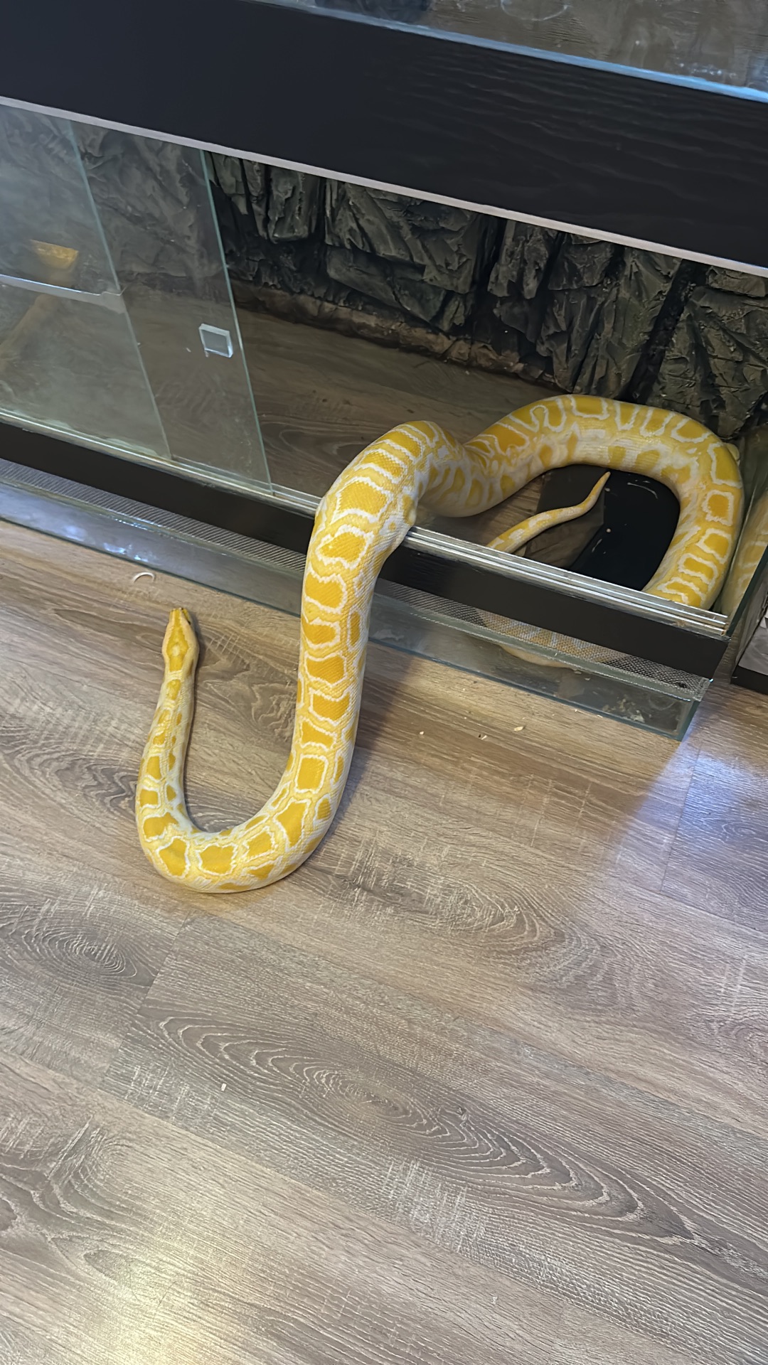 Бірманський пітон-альбінос❤️