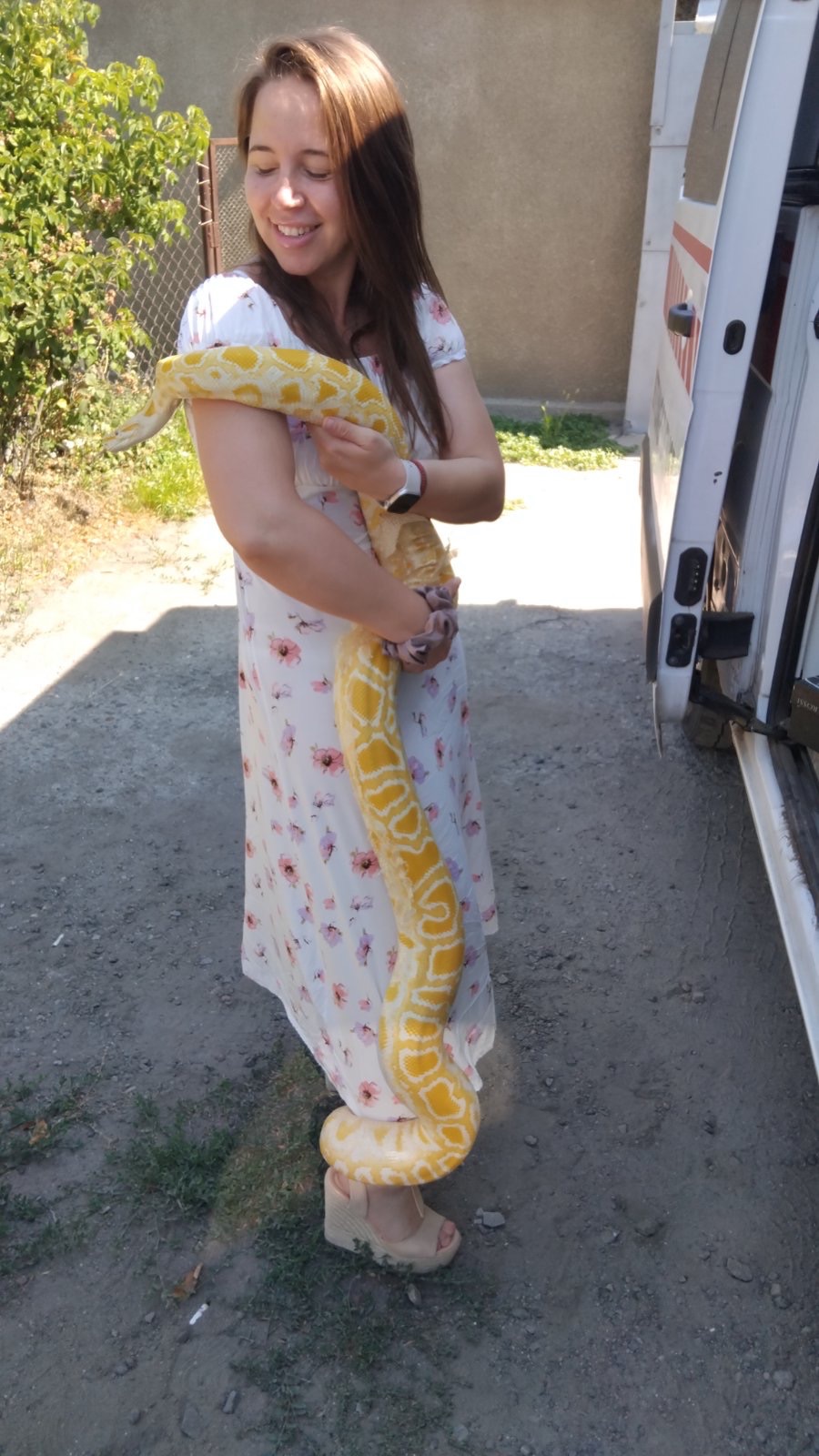 Бірманський пітон-альбінос❤️