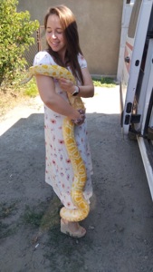 Бірманський пітон-альбінос❤️