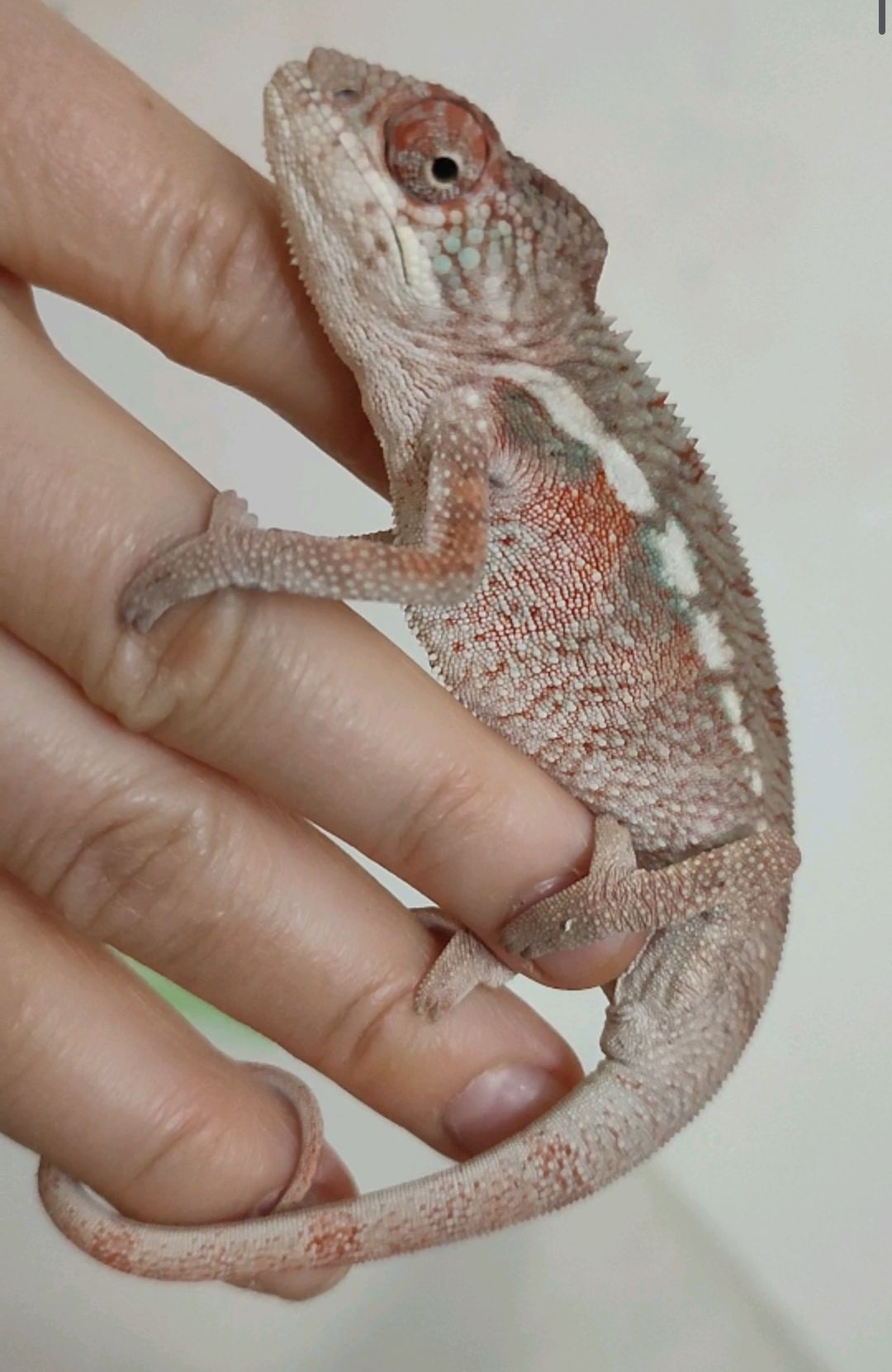 Пантеровые хамелеоны разный возраст