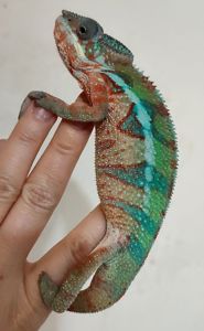 Пантеровые хамелеоны разный возраст