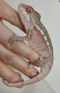 Пантеровые хамелеоны разный возраст