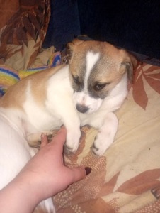 Цуценятка горошки