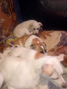 Цуценятка горошки