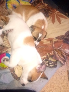 Цуценятка горошки