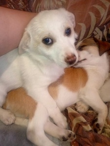 Цуценятка горошки