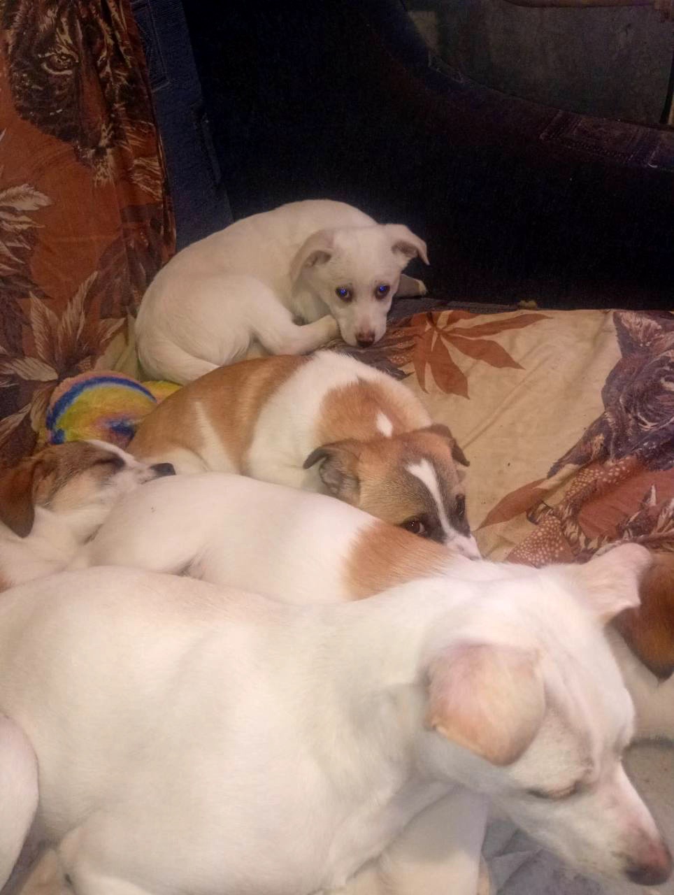 Цуценятка горошки