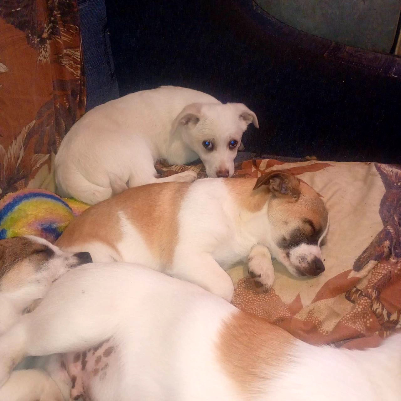 Цуценятка горошки