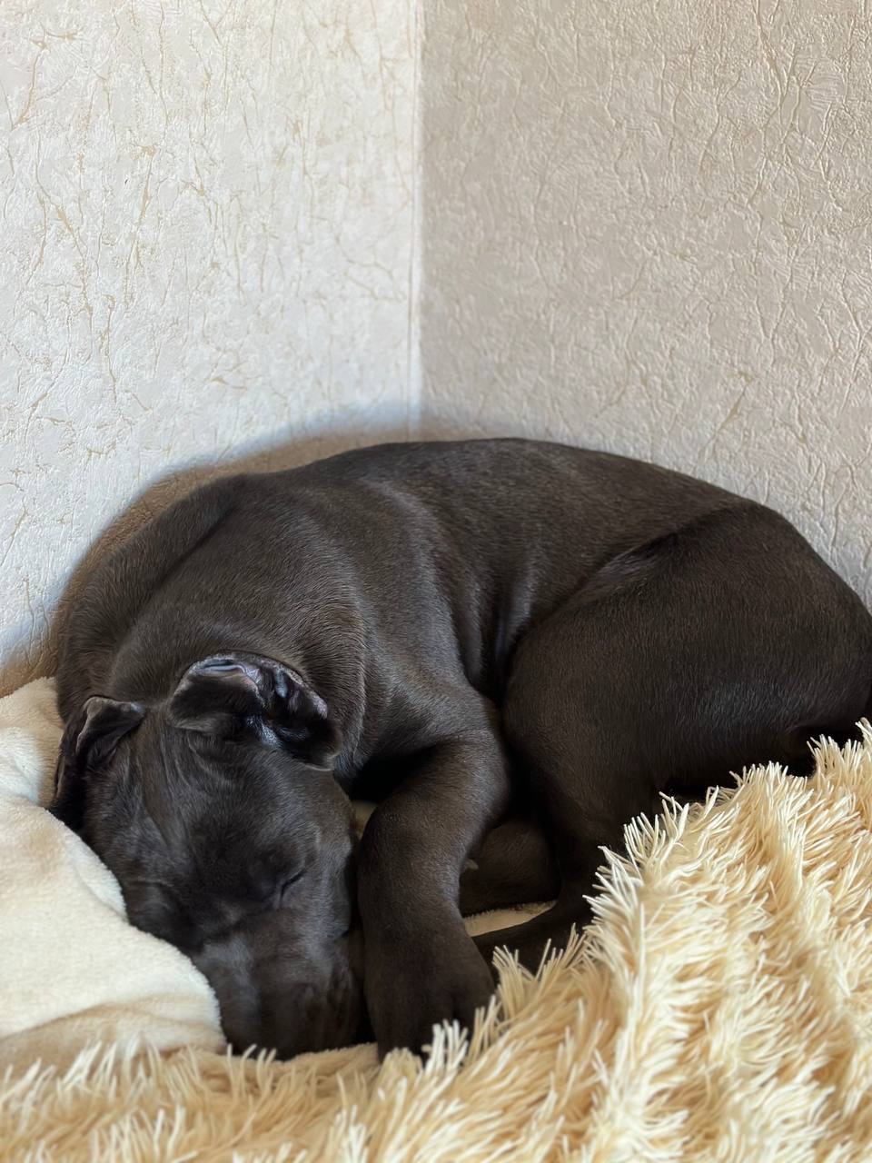 Щенок Кане Корсо