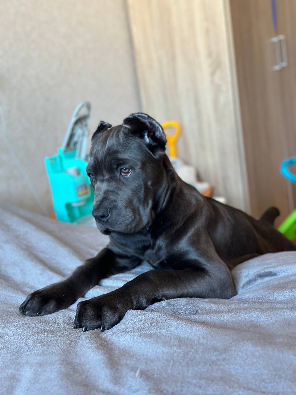 Щенок Кане Корсо