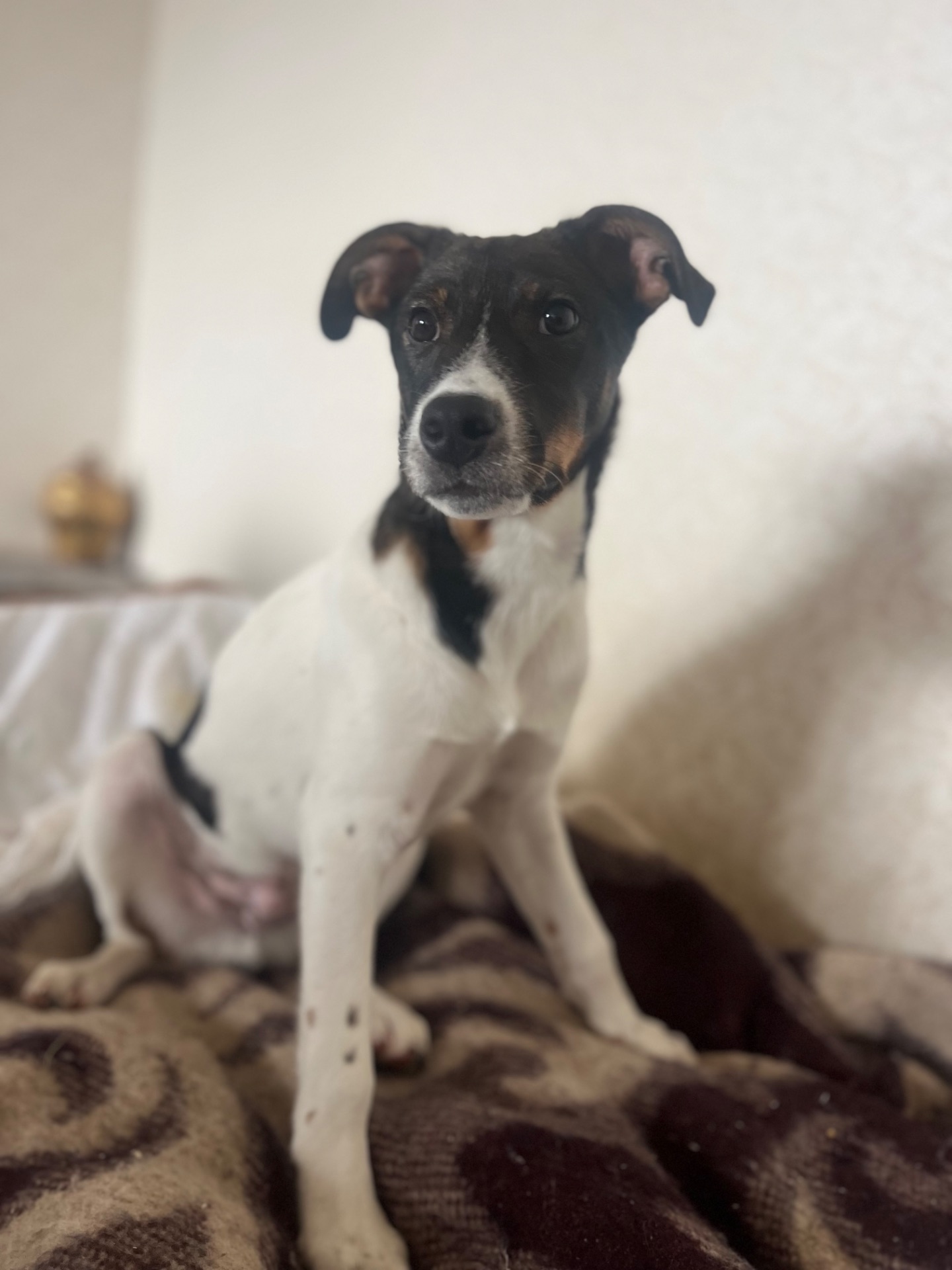 Очаровательный щенок ищет хозяев