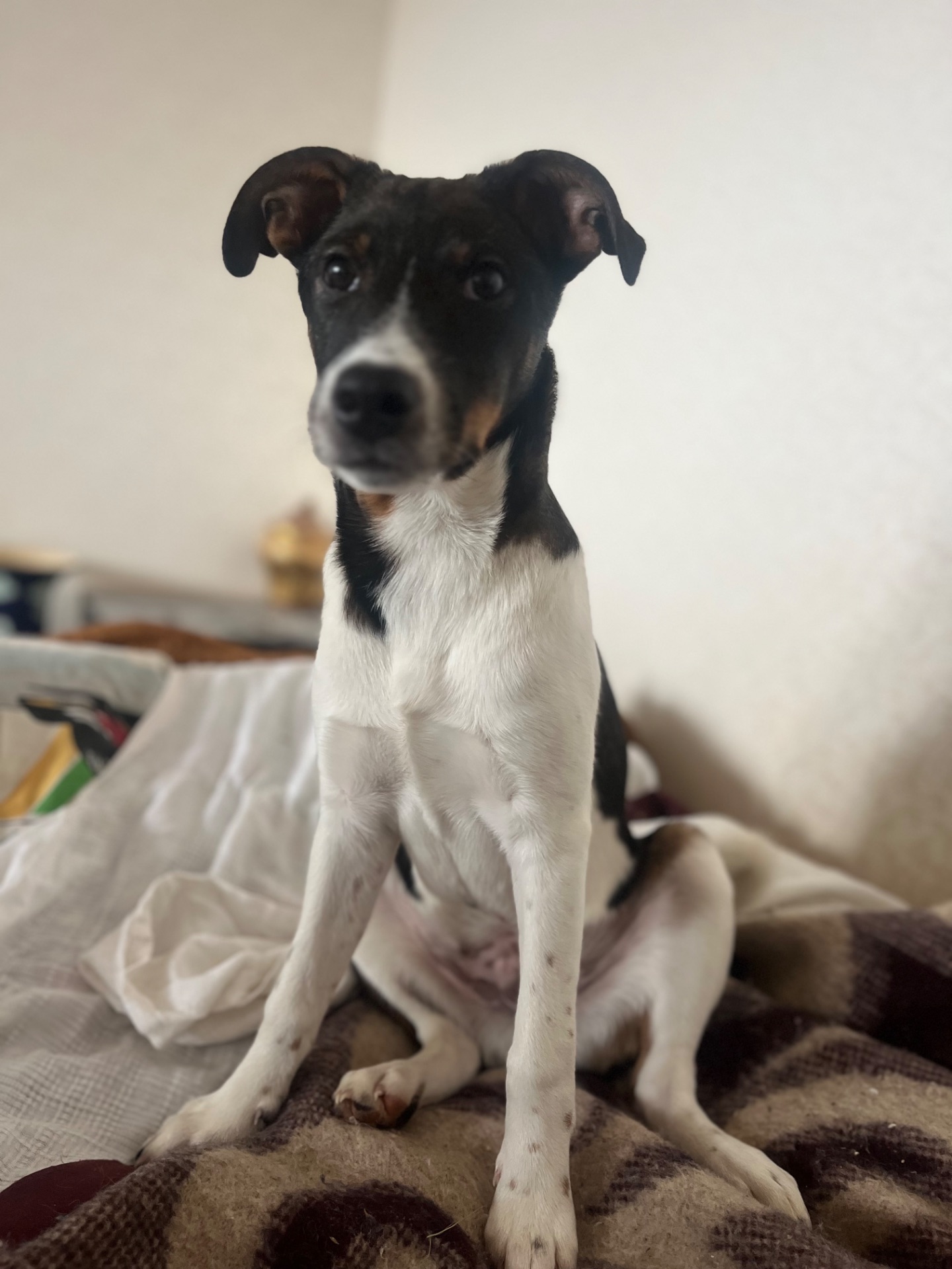 Очаровательный щенок ищет хозяев