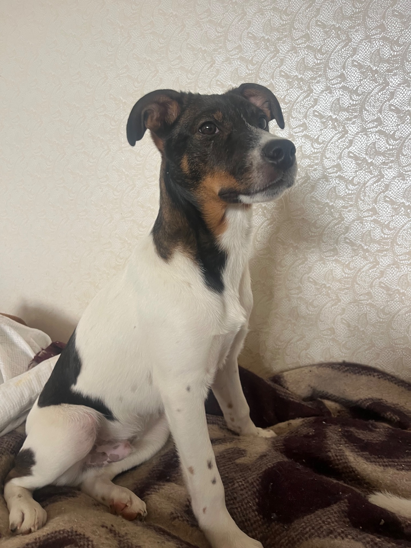 Очаровательный щенок ищет хозяев