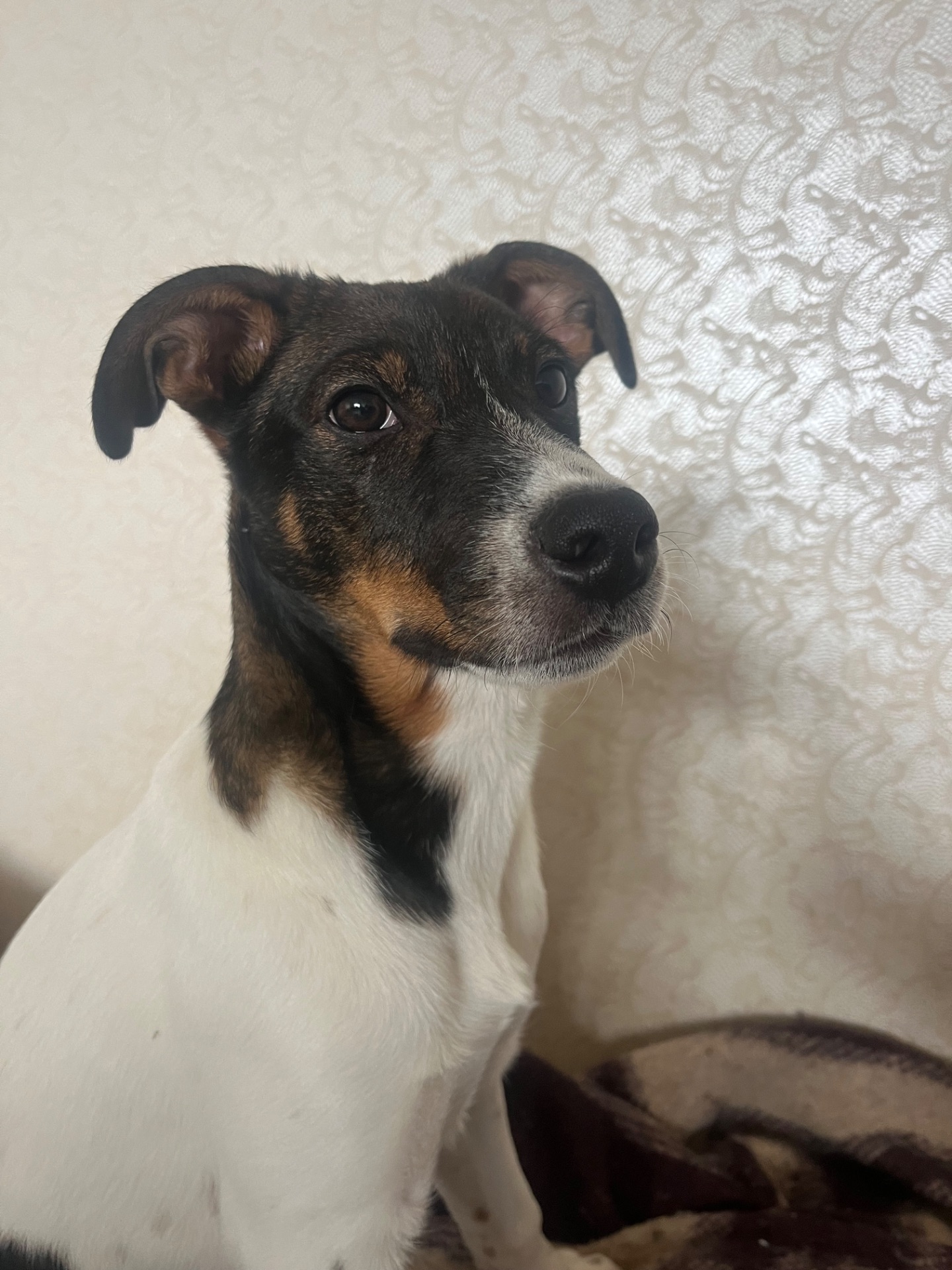 Очаровательный щенок ищет хозяев