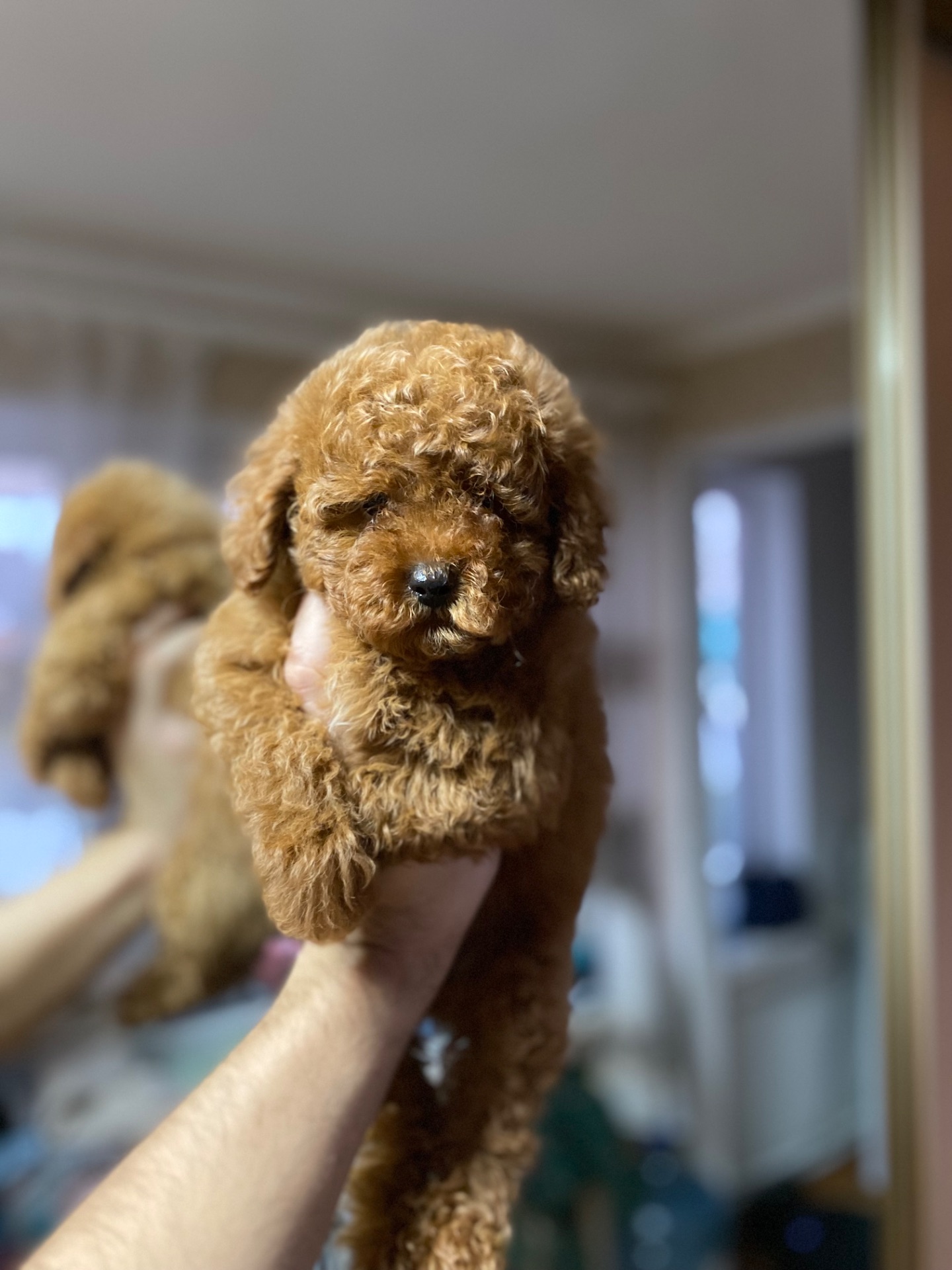 Цуценята мальтіпу