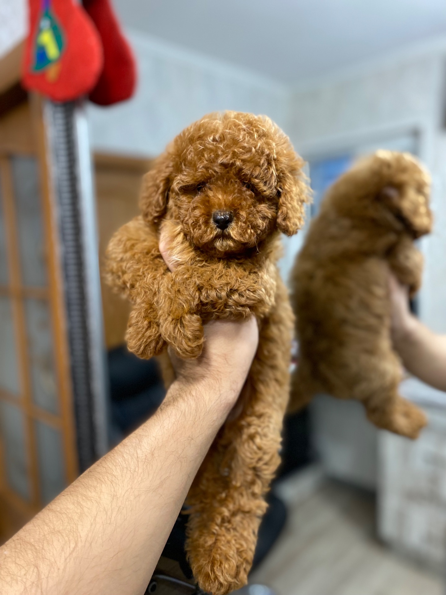 Цуценята мальтіпу