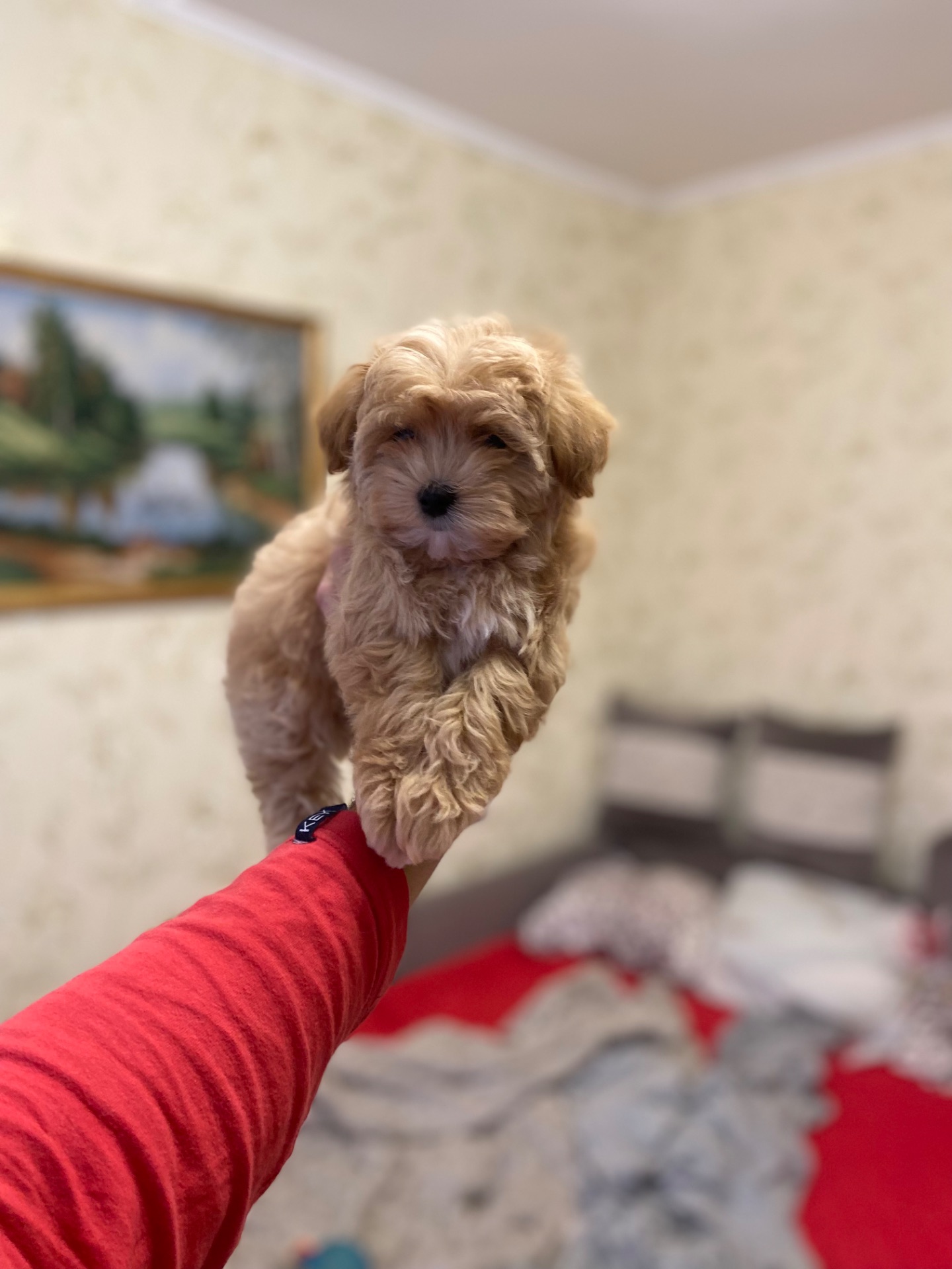 Цуценята мальтіпу