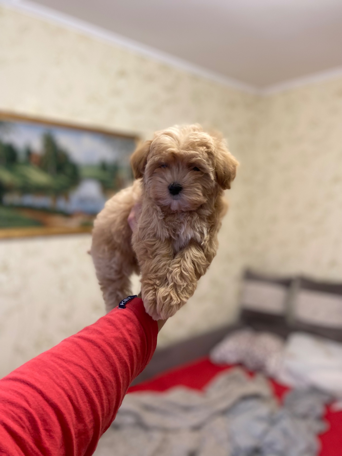 Цуценята мальтіпу