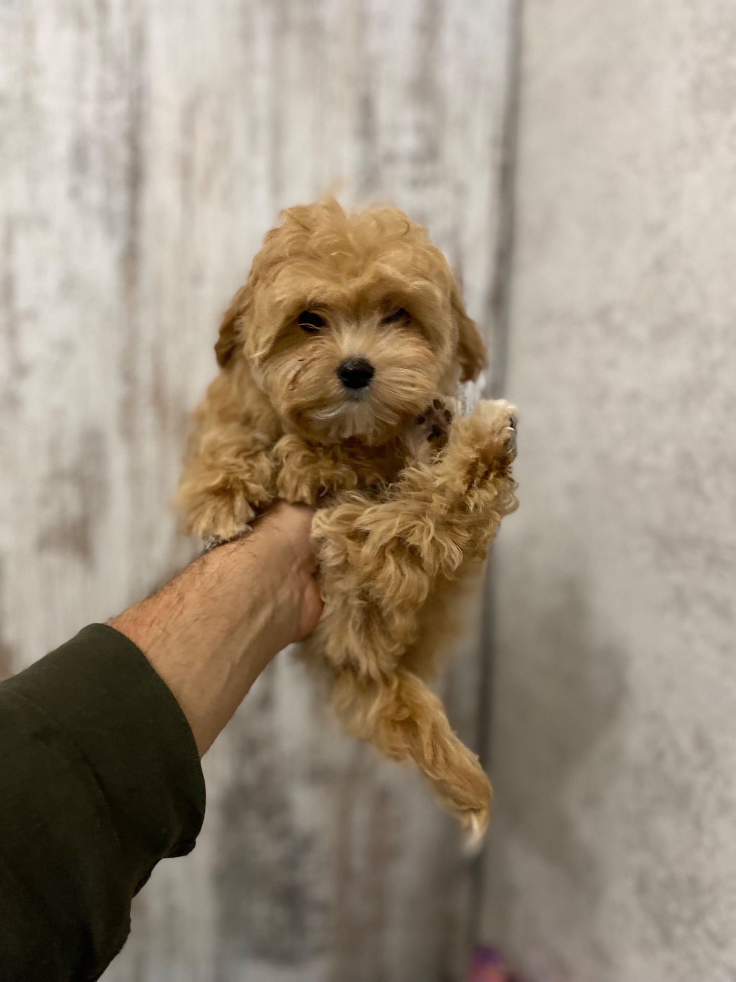 Цуценята мальтіпу