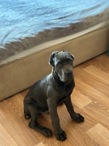 Щенок Кане Корсо