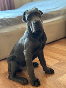 Щенок Кане Корсо