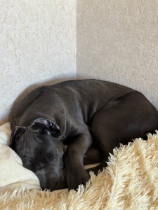 Щенок Кане Корсо