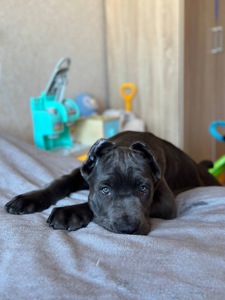 Щенок Кане Корсо