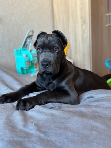 Щенок Кане Корсо