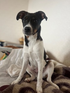 Очаровательный щенок ищет хозяев