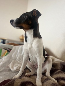 Очаровательный щенок ищет хозяев