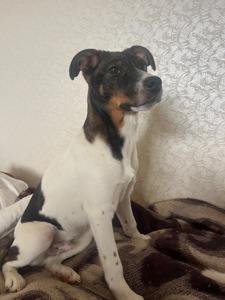 Очаровательный щенок ищет хозяев