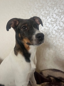 Очаровательный щенок ищет хозяев