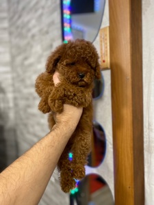 Цуценята мальтіпу