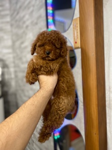 Цуценята мальтіпу