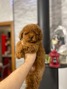 Цуценята мальтіпу