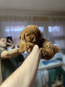 Цуценята мальтіпу