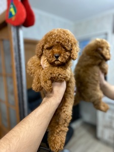 Цуценята мальтіпу