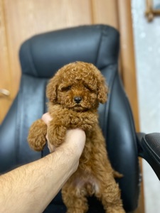 Цуценята мальтіпу