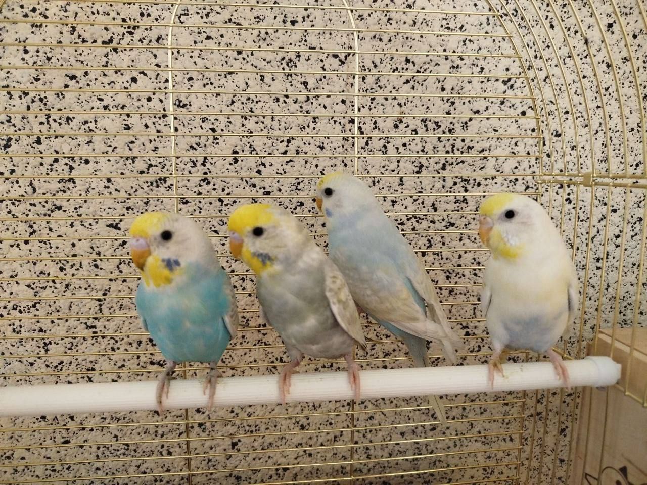 Пташенята хвилястих папуг!