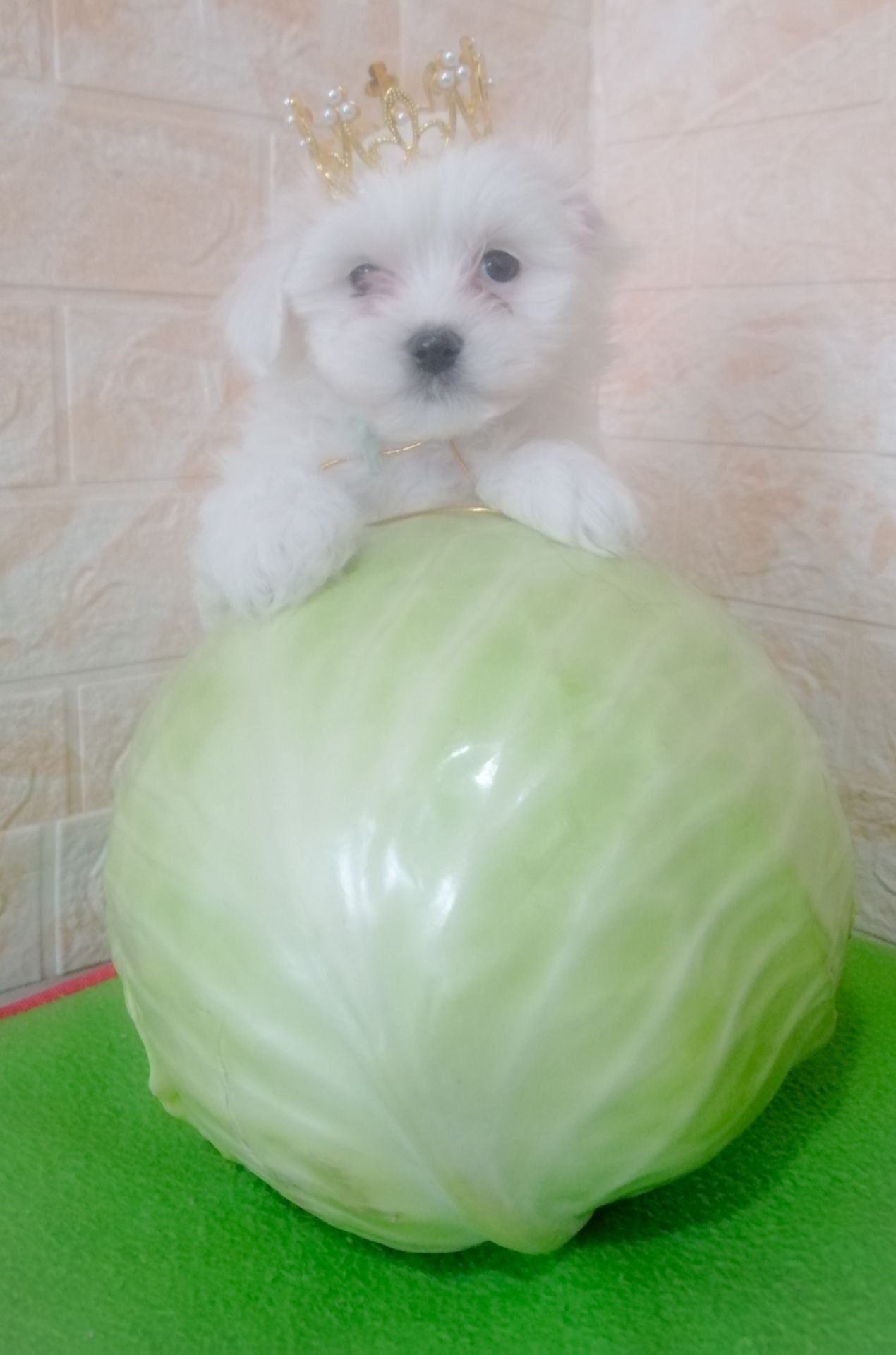 Цуценята мальтійської болонки