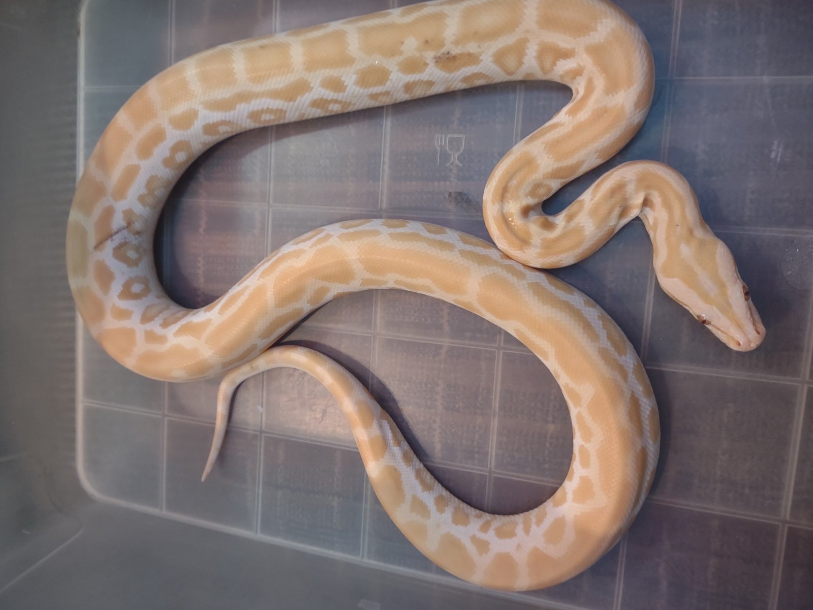 продається тигровый питон