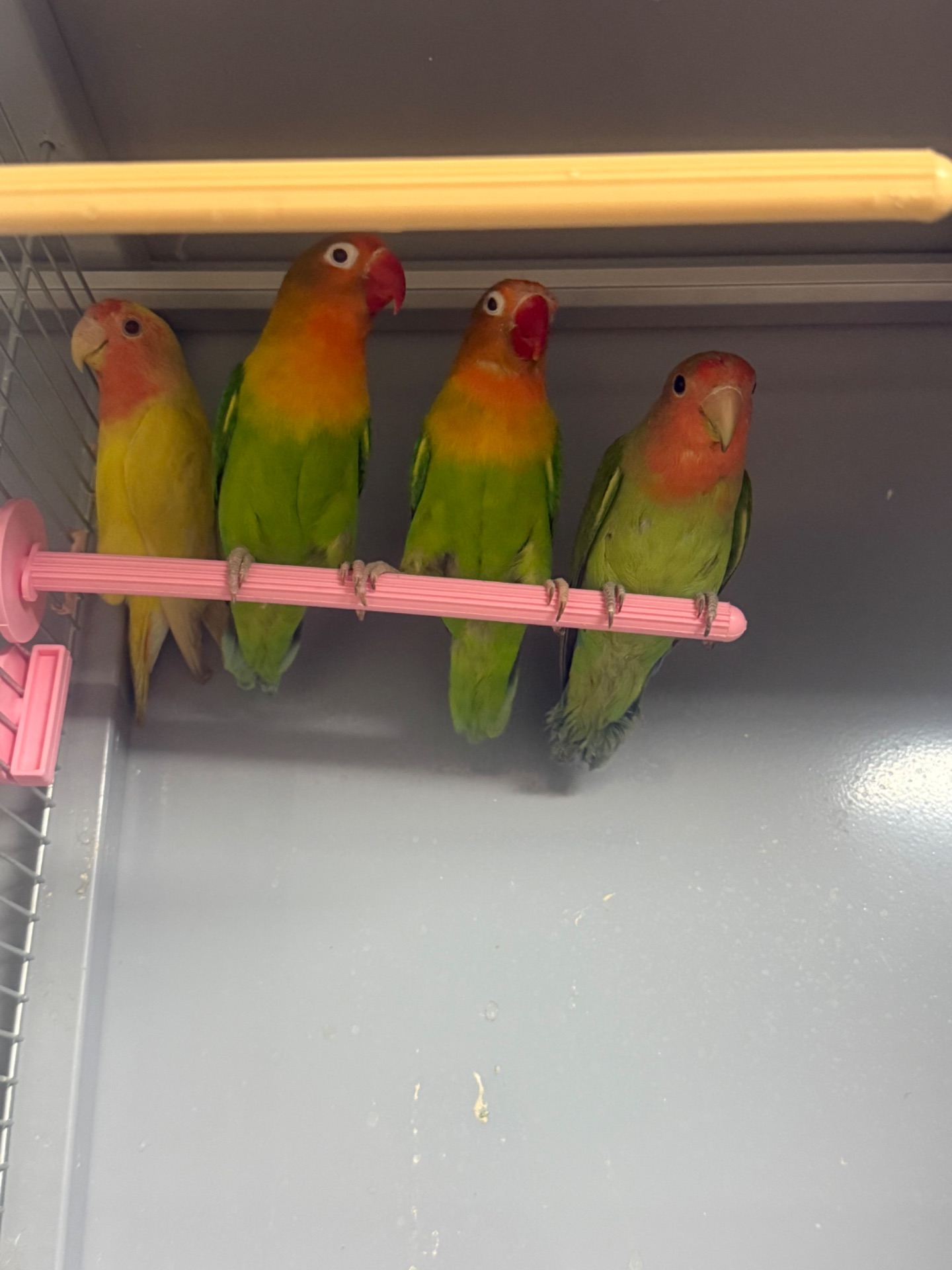 Нерозлучники