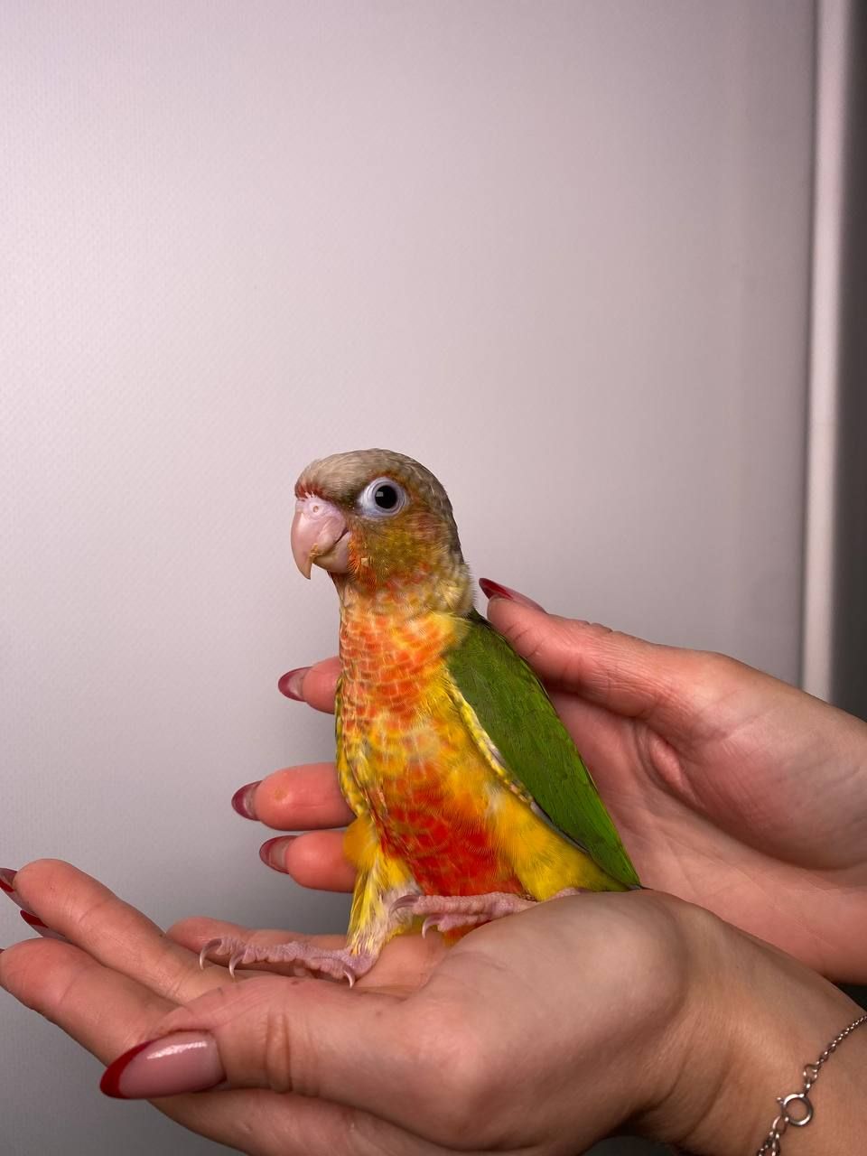 Ручний піррура викормиш, моленуа, пірурка, папуги з кільцем та днк тестом