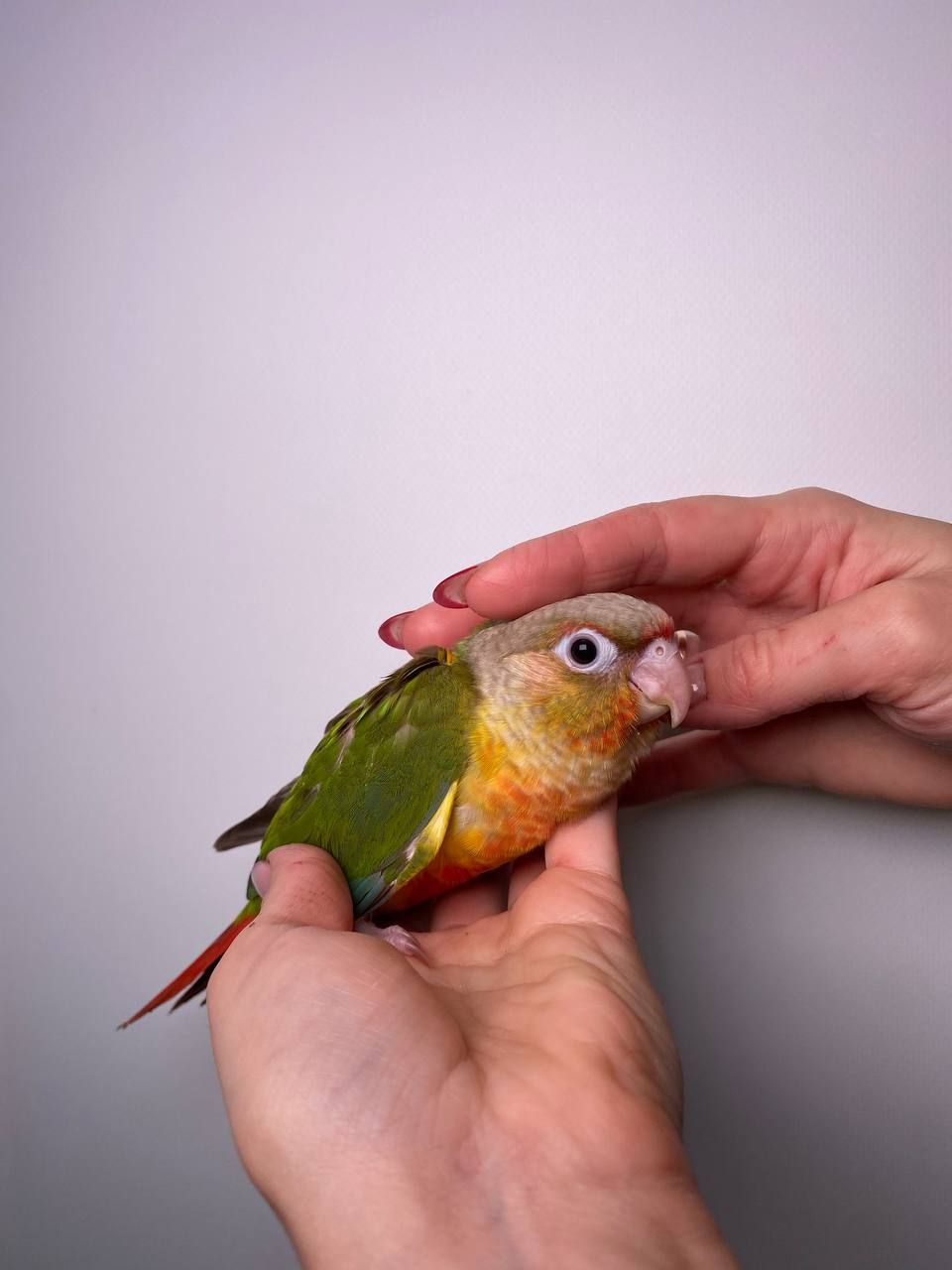 Ручний піррура викормиш, моленуа, пірурка, папуги з кільцем та днк тестом