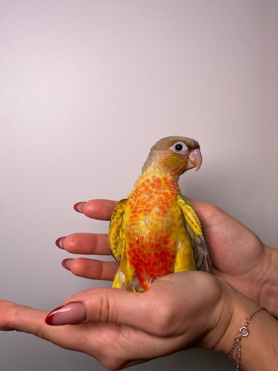 Ручний піррура викормиш, моленуа, пірурка, папуги з кільцем та днк тестом